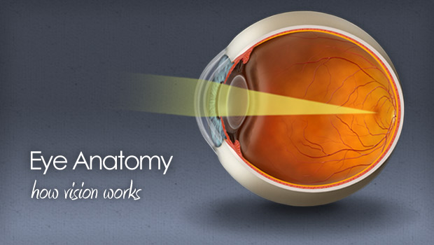 The Iris: Anatomy, Function, and Treatment