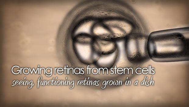 retina tissue from stem cells